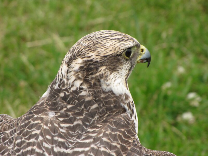 Falcon in Profile — Brown, Alert, Photograph, Grass