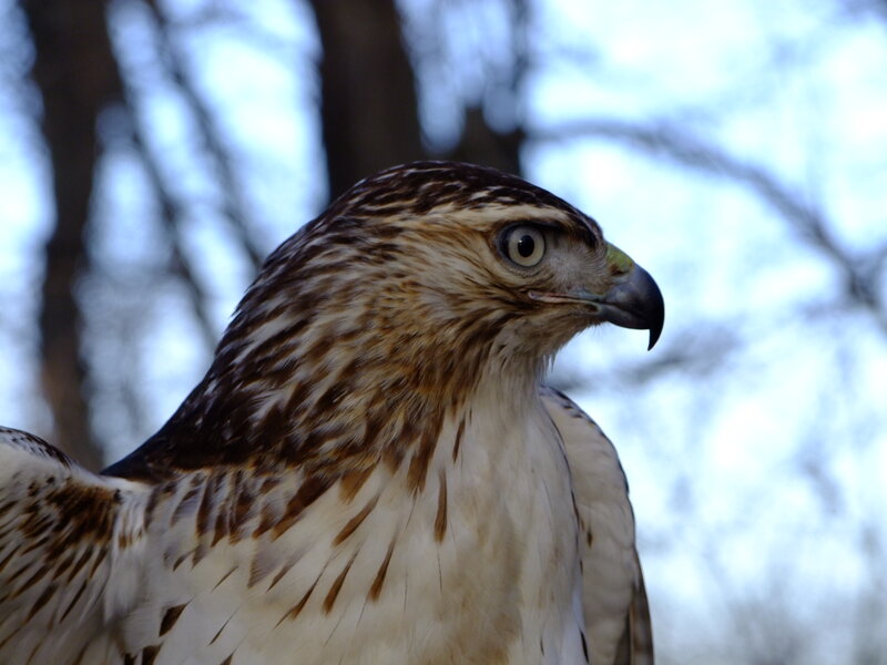 Falcon in Profile — Brown, Alert
