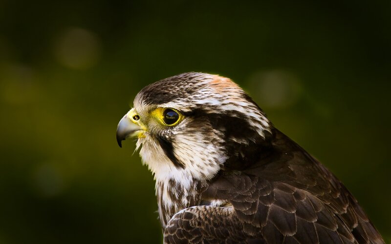 Falcon in Profile — Brown, Intense, Photograph, Bird, Beak