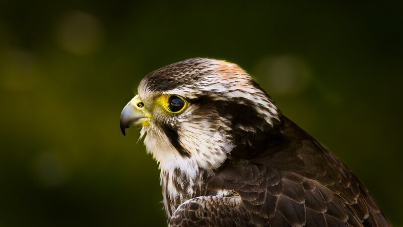 Falcon in Profile — Brown, Intense, Photograph, Bird