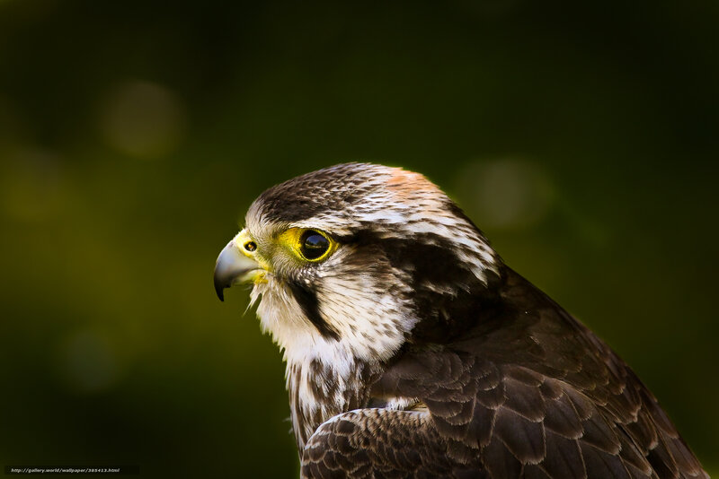 Falcon in Profile — Brown, Intense