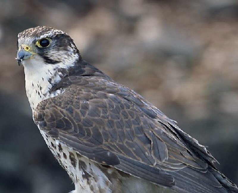 Falcon in Profile — Brown