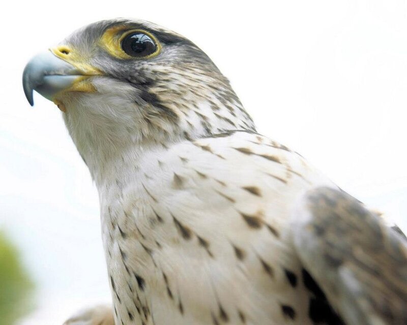 Falcon in Profile — White