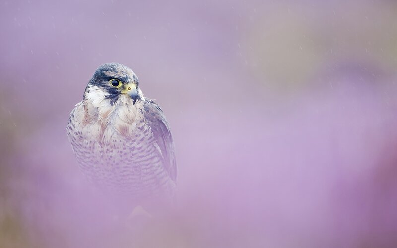 Falcon in Purple Mist — Serene, Photograph