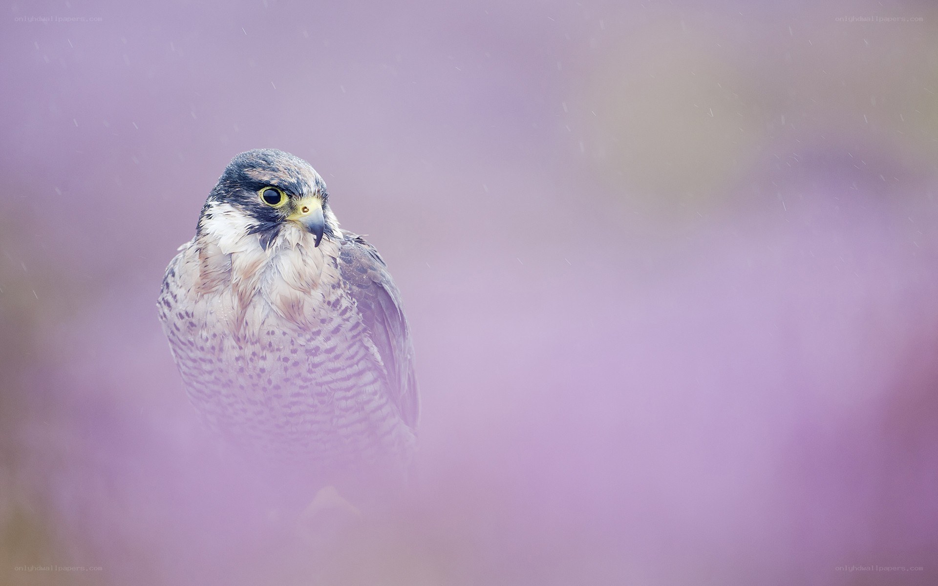 falcon in purple mist