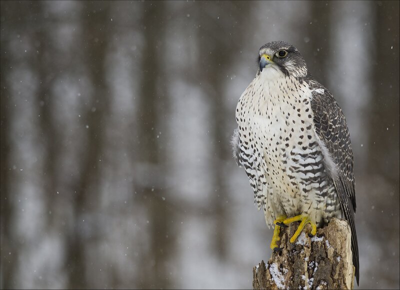 Falcon in the snow