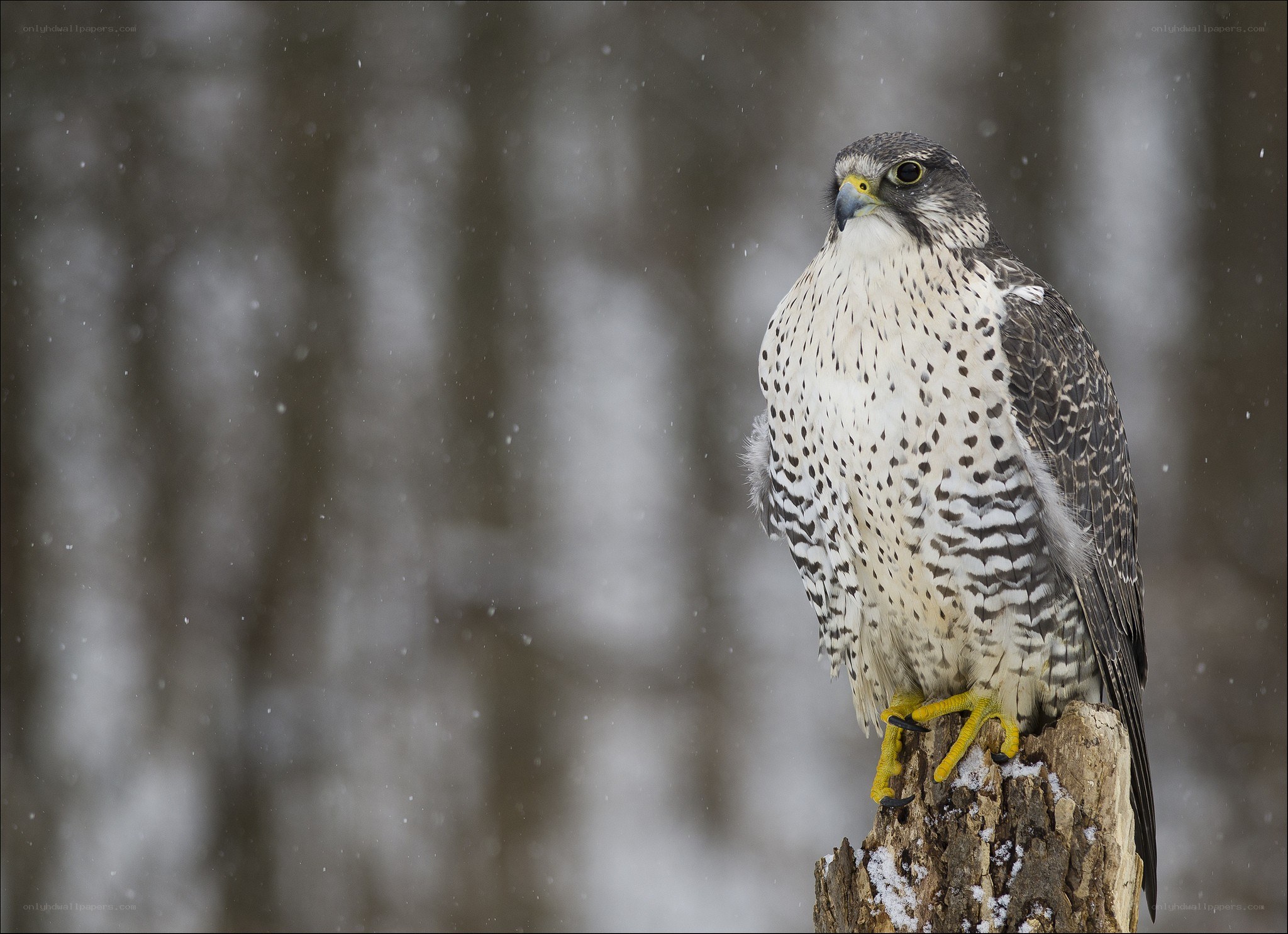 Falcon in the snow