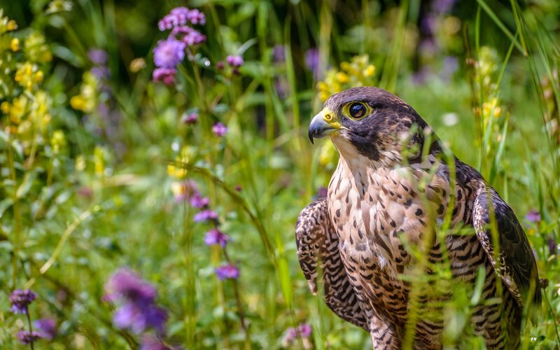 Falcon in Wildflowers