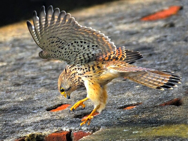 falcon landing on ground