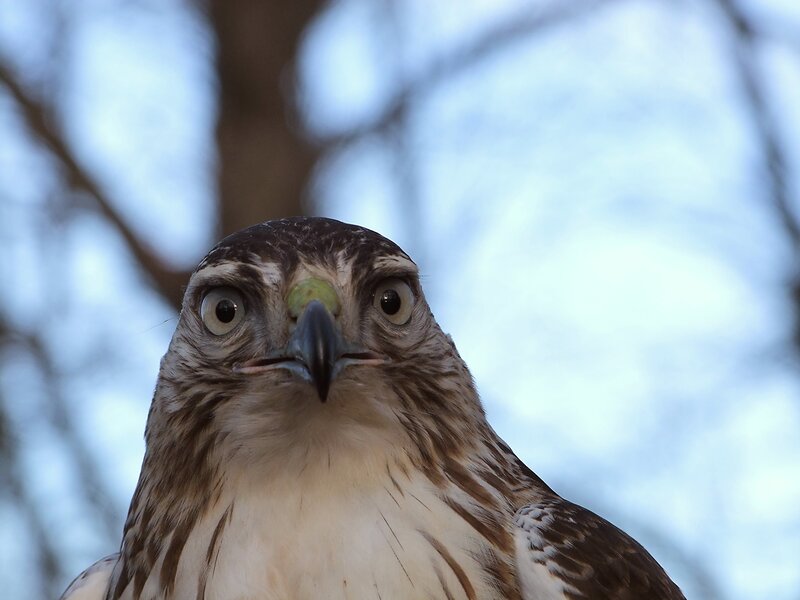 Falcon Looking at Camera