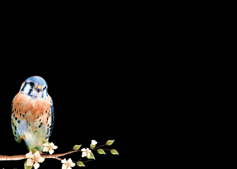 Falcon on a Branch — Black