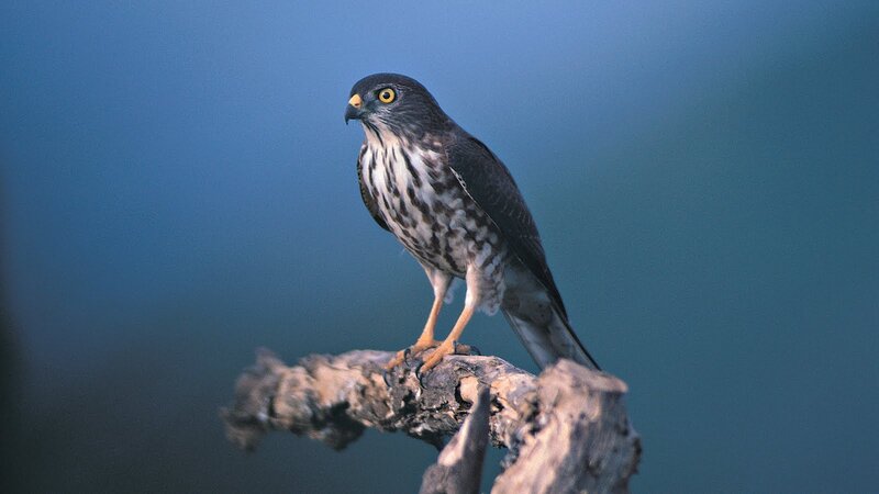 Falcon on a Branch — Blue