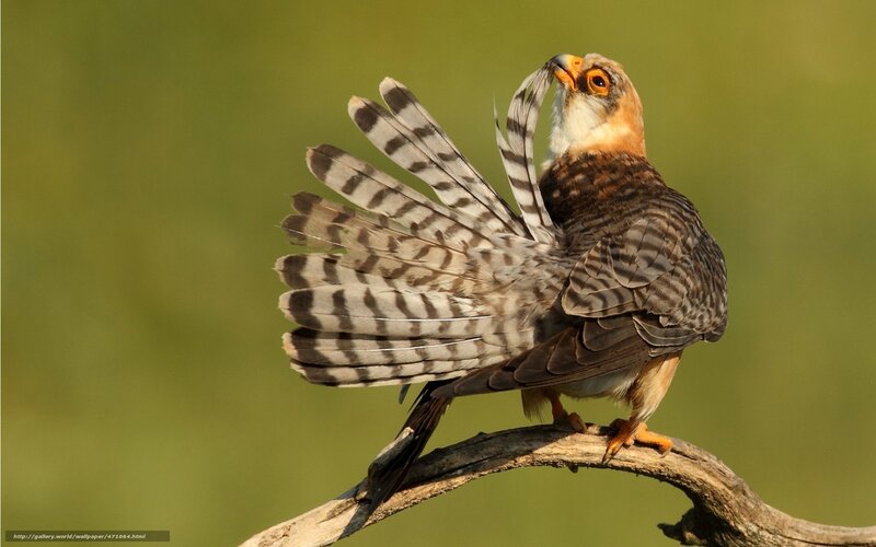Falcon on a Branch — Brown, Alert, Afternoon, Photograph, Green Background