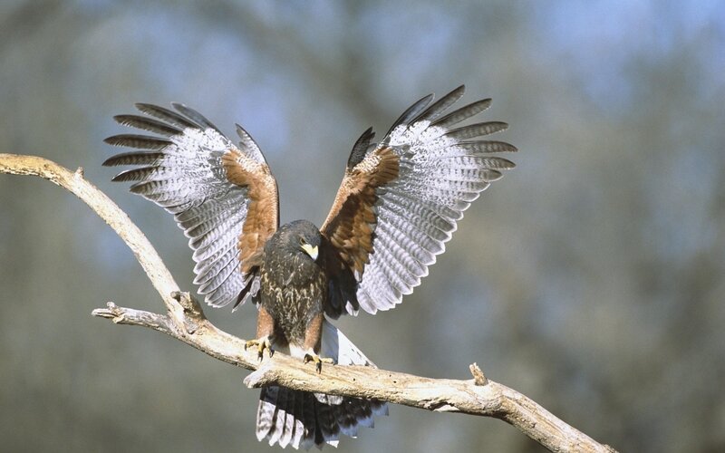 Falcon on a Branch — Brown, Alert, Afternoon, Photograph, Sky, White, Blue