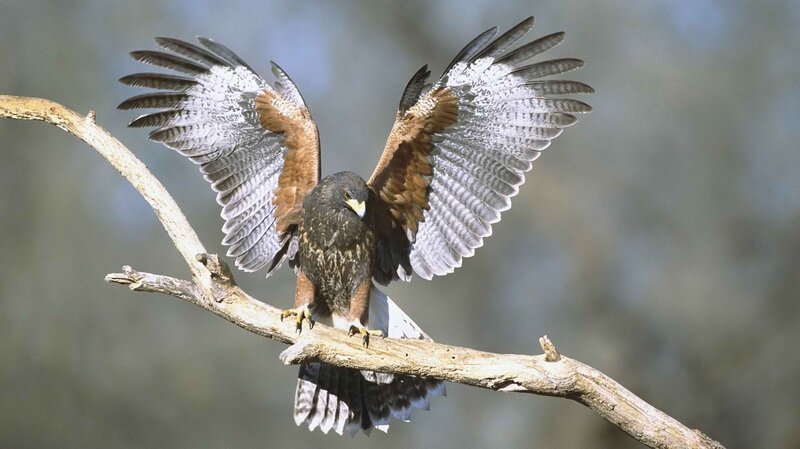 Falcon on a Branch — Brown, Alert, Afternoon, Photograph, Sky, White, Gray