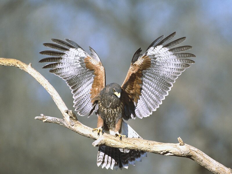 Falcon on a Branch — Brown, Alert, Afternoon
