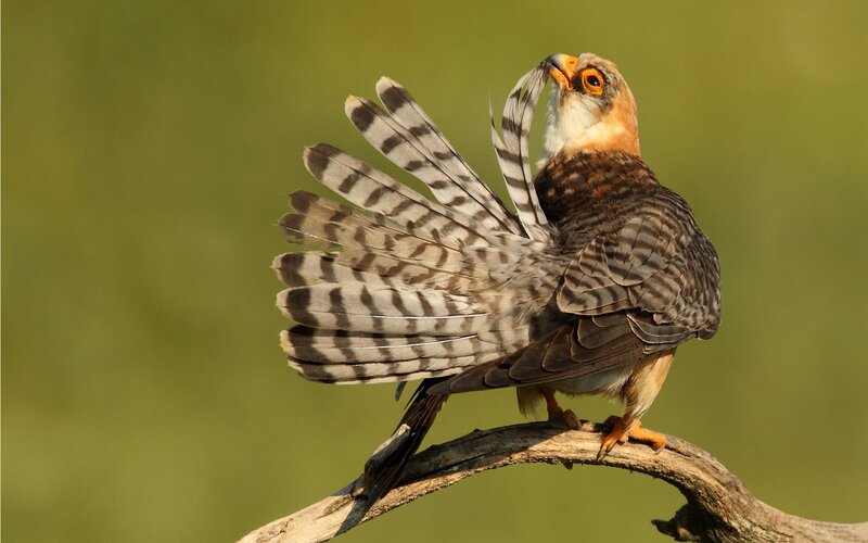 Falcon on a Branch — Brown, Alert, Sunset