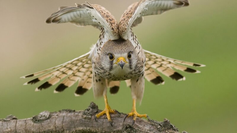 Falcon on a Branch — Brown, Alert