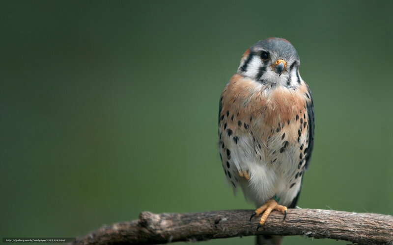 Falcon on a Branch — Brown, Calm, Photograph, Green Background