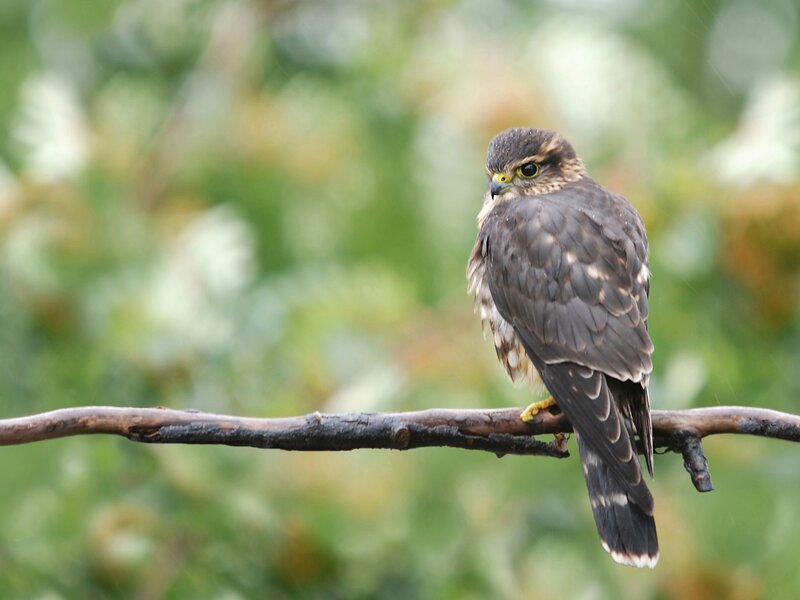 Falcon on a Branch — Brown, Calm, Photograph