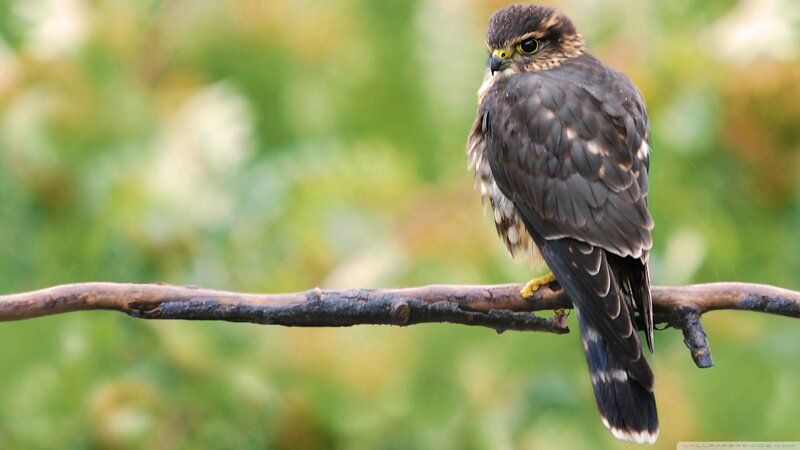 Falcon on a Branch — Brown, Calm