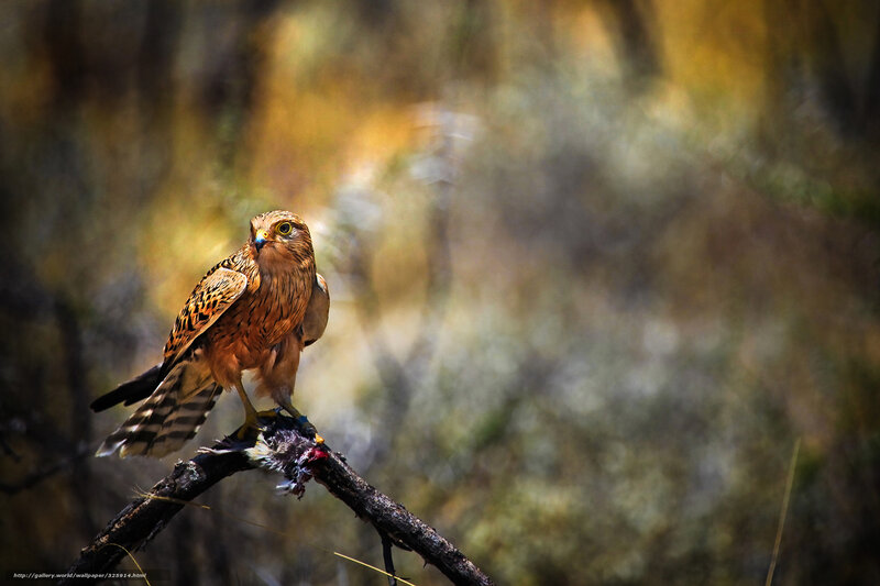 Falcon on a Branch — Brown, Dramatic, Afternoon