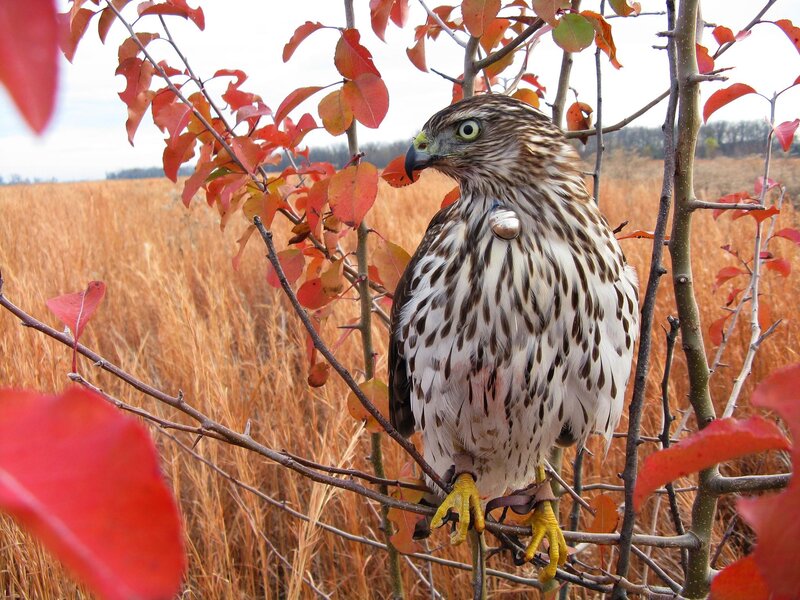 Falcon on a Branch — Brown, Natural