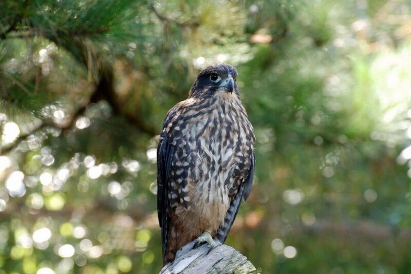 Falcon on a Branch — Brown