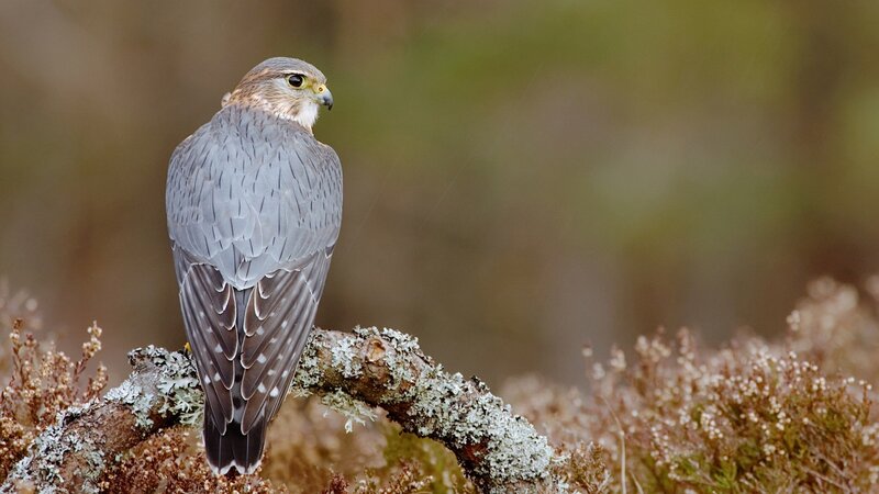 Falcon on a Branch — Gray, Calm, Photograph, Moss