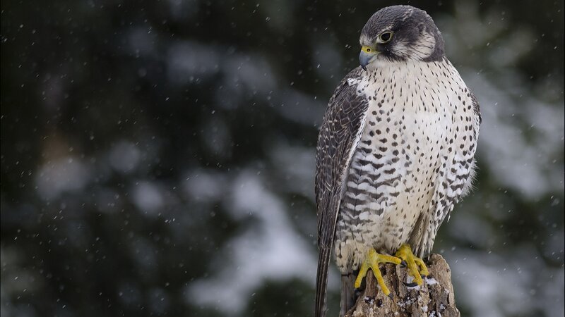 Falcon on a Branch — Gray, Cold