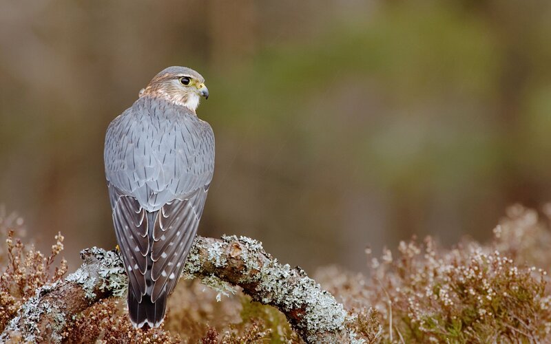 Falcon on a Branch — Gray