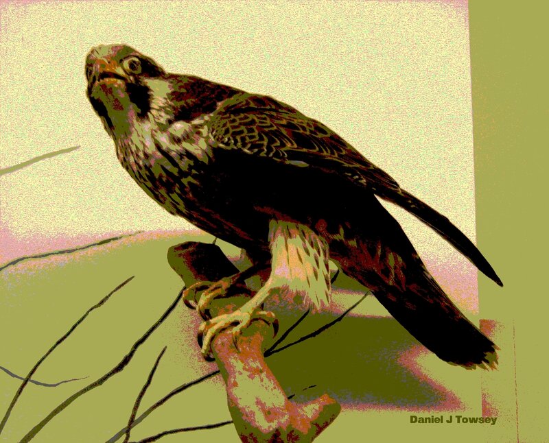 Falcon on a Branch — Green, Alert, Illustration