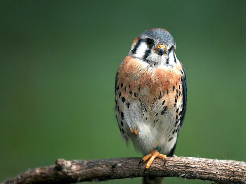 Falcon on a Branch — Green, Calm