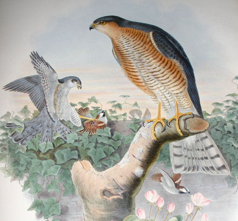 Falcon on a Branch — Green