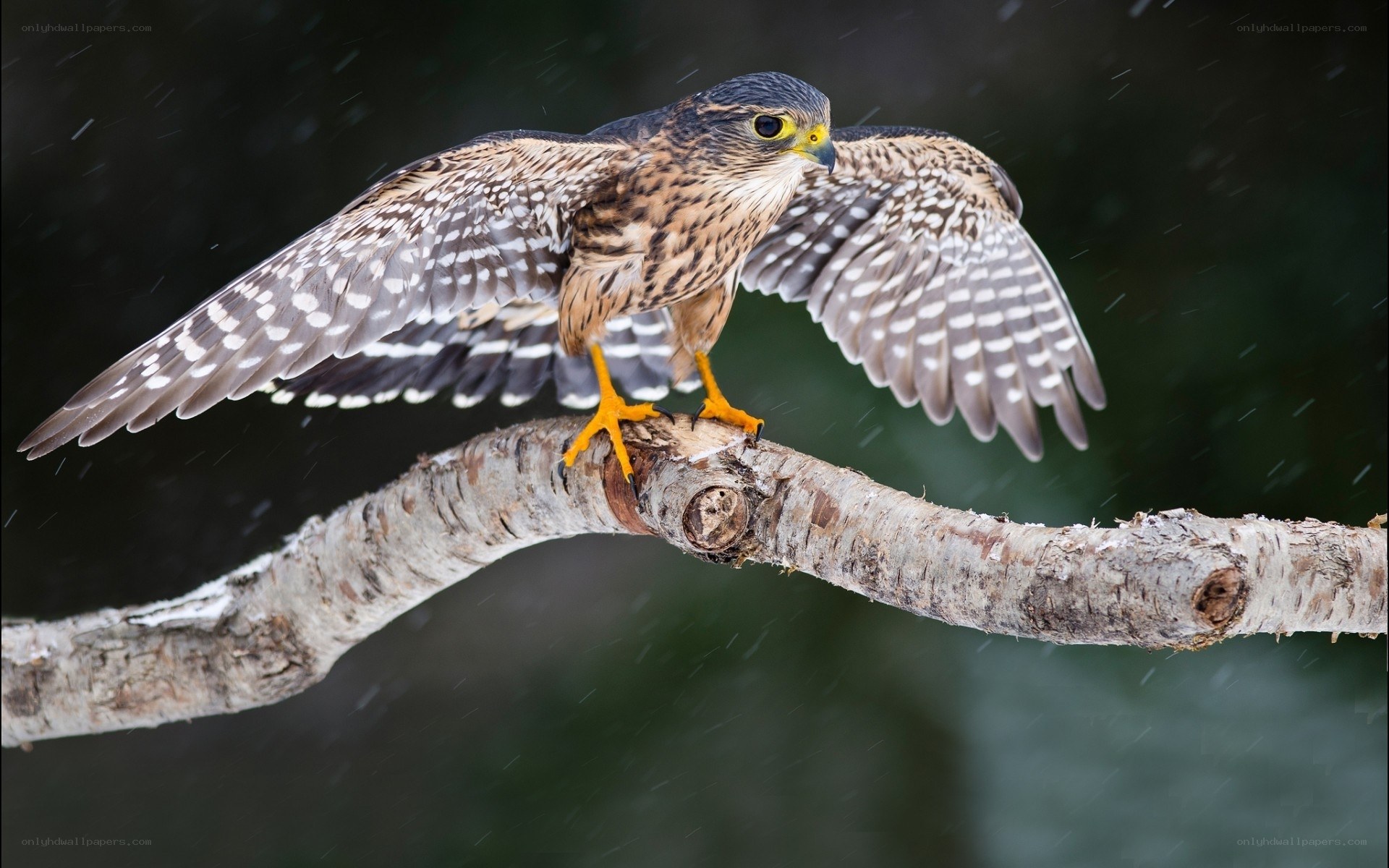 falcon on a branch in snow