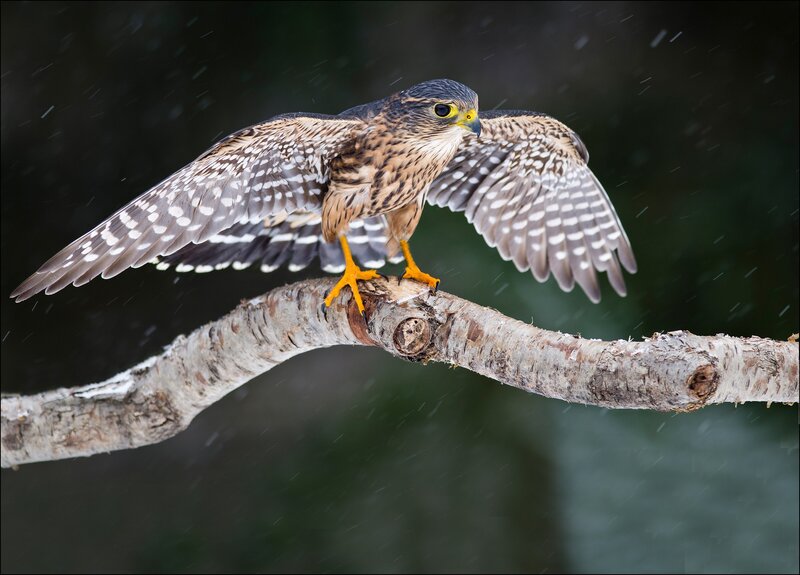 Falcon on a branch in the rain