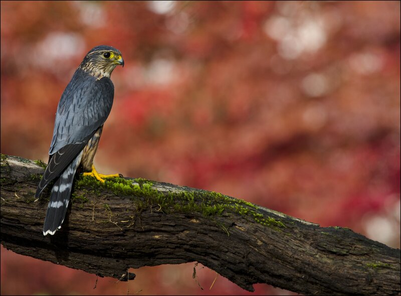 Falcon on a Branch — Red