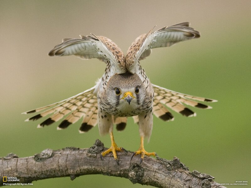 falcon on a branch