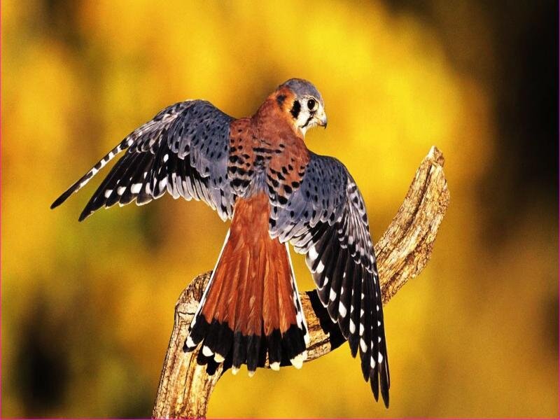 Falcon on a Branch — Yellow