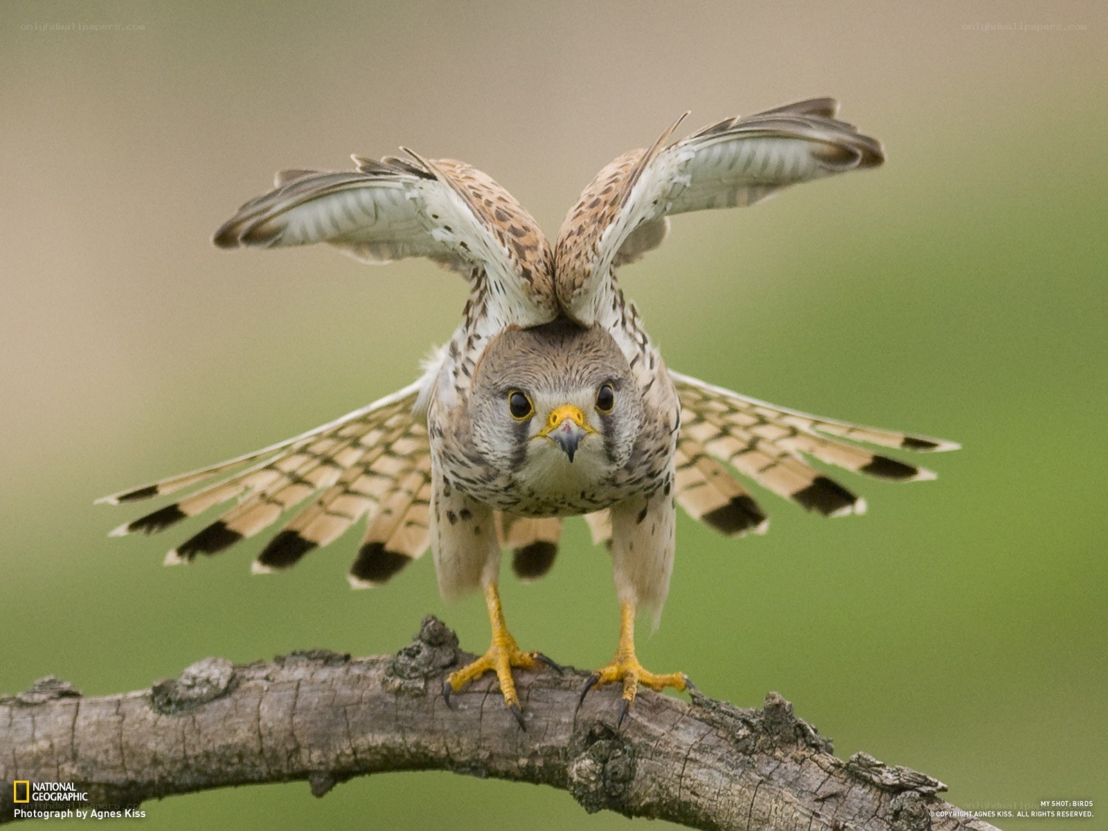 falcon on a branch