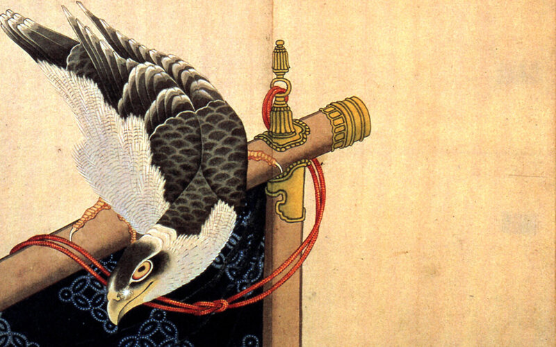 Falcon on a gloved hand