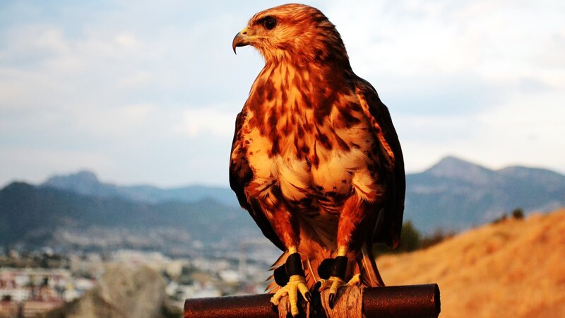 Falcon on a Perch — Brown, Dramatic