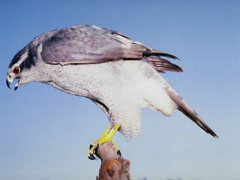 Falcon on a Perch