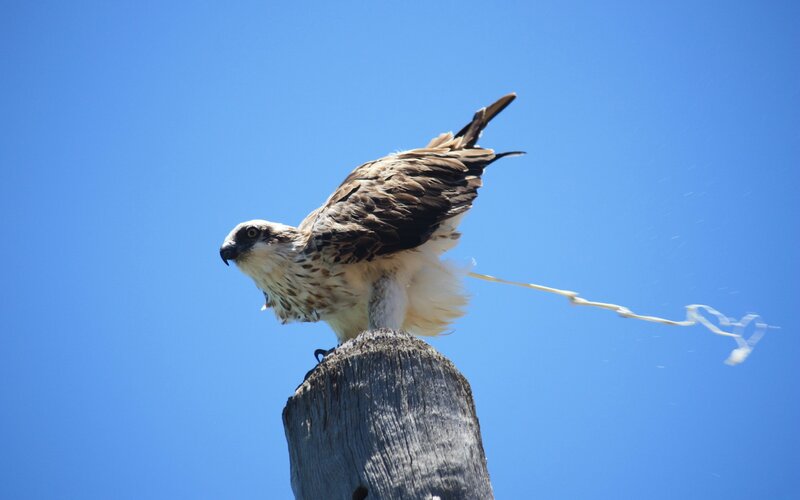 Falcon on a post