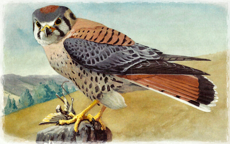 Falcon on a Rock — Brown
