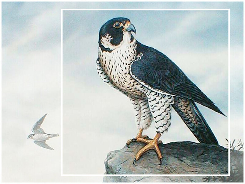 Falcon on a Rock — Gray