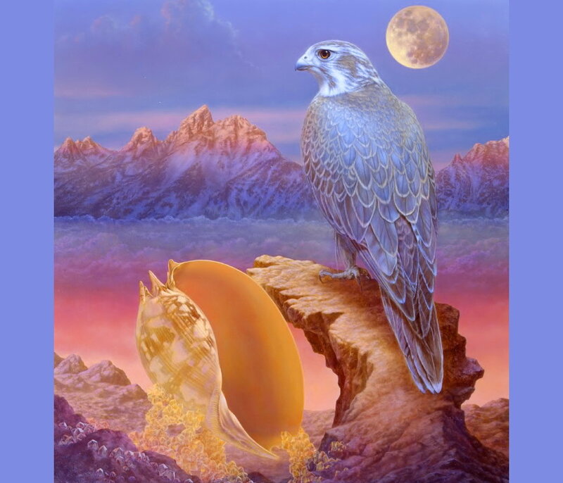 Falcon on a Rock