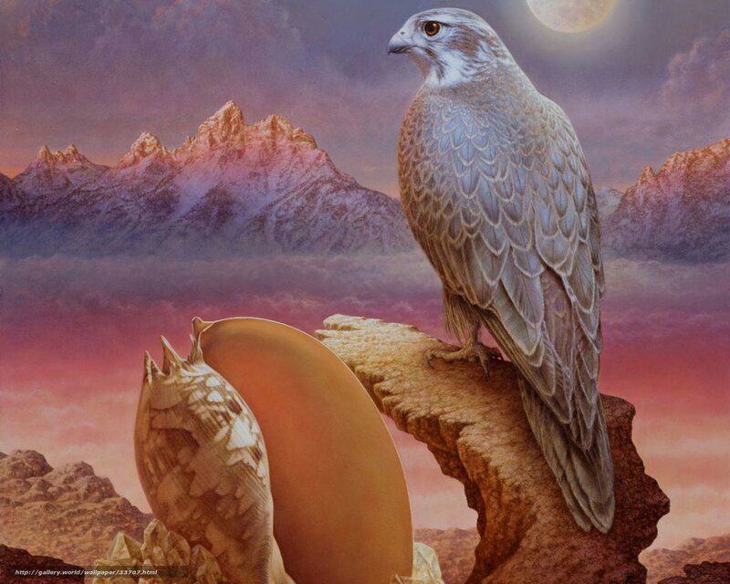 Falcon on a rocky outcrop