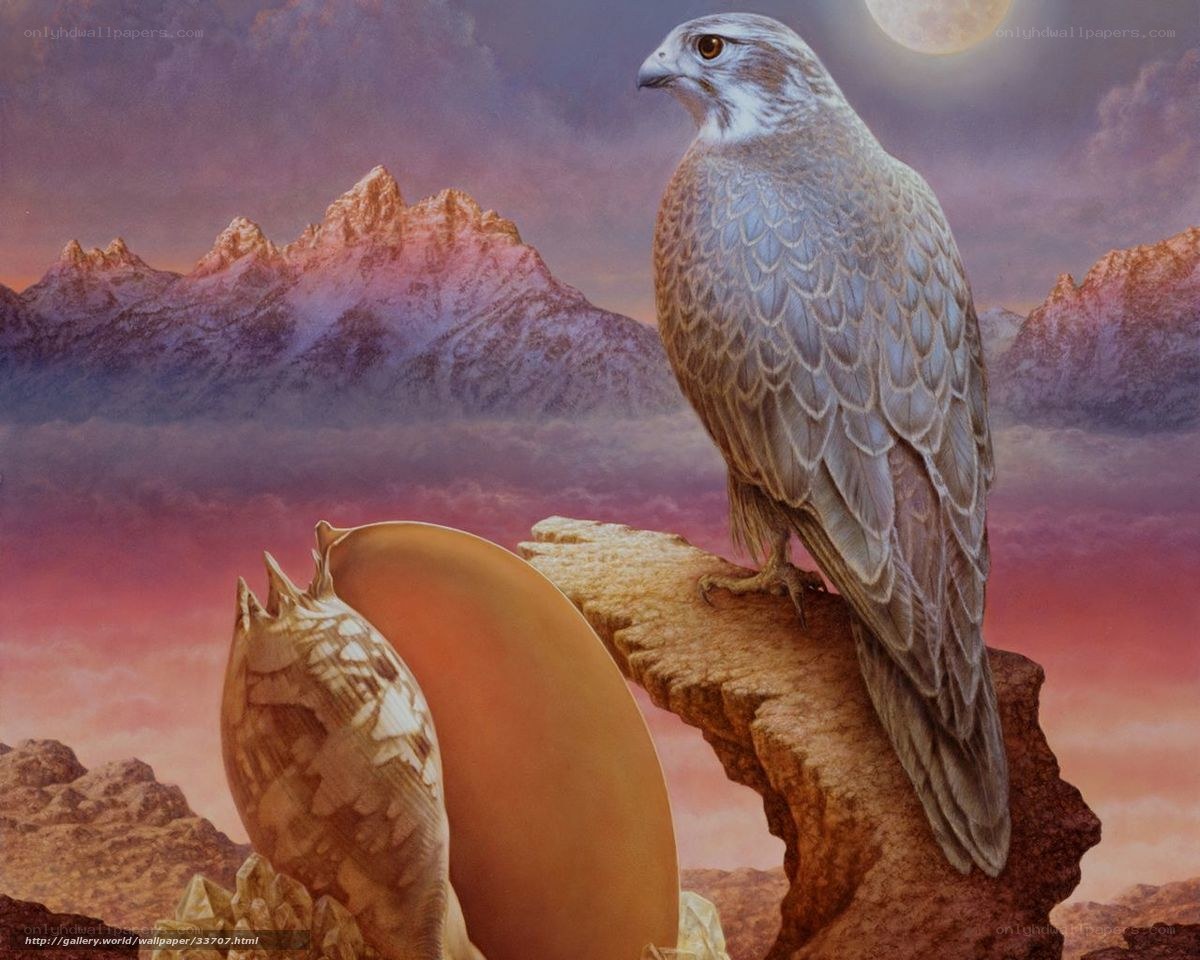 Falcon on a rocky outcrop
