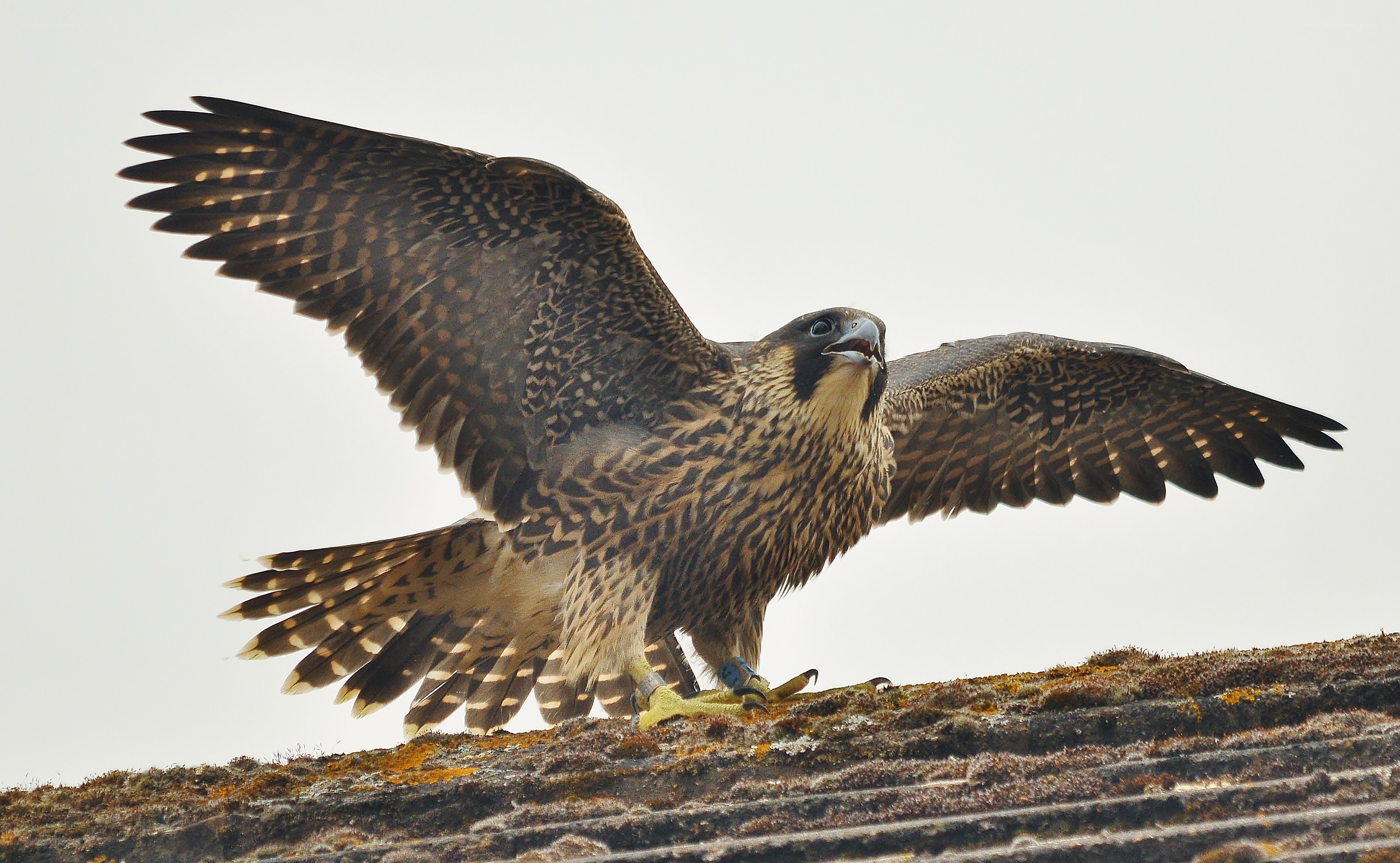 falcon on a rooftop